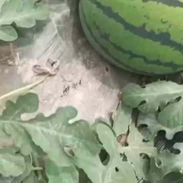 陕西精品甜王