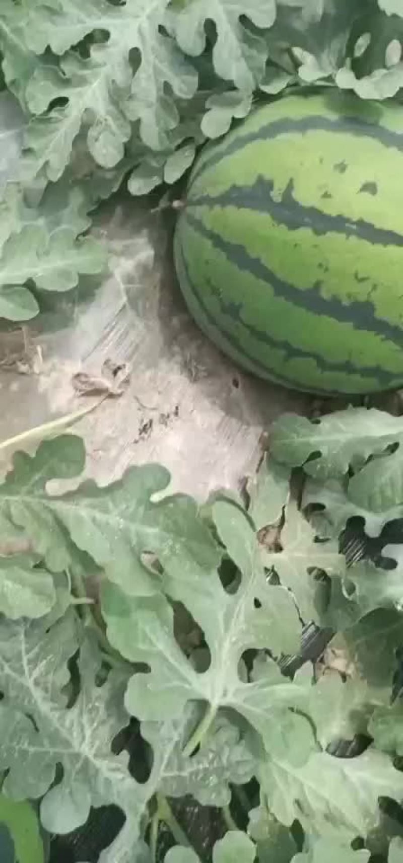 陕西精品甜王