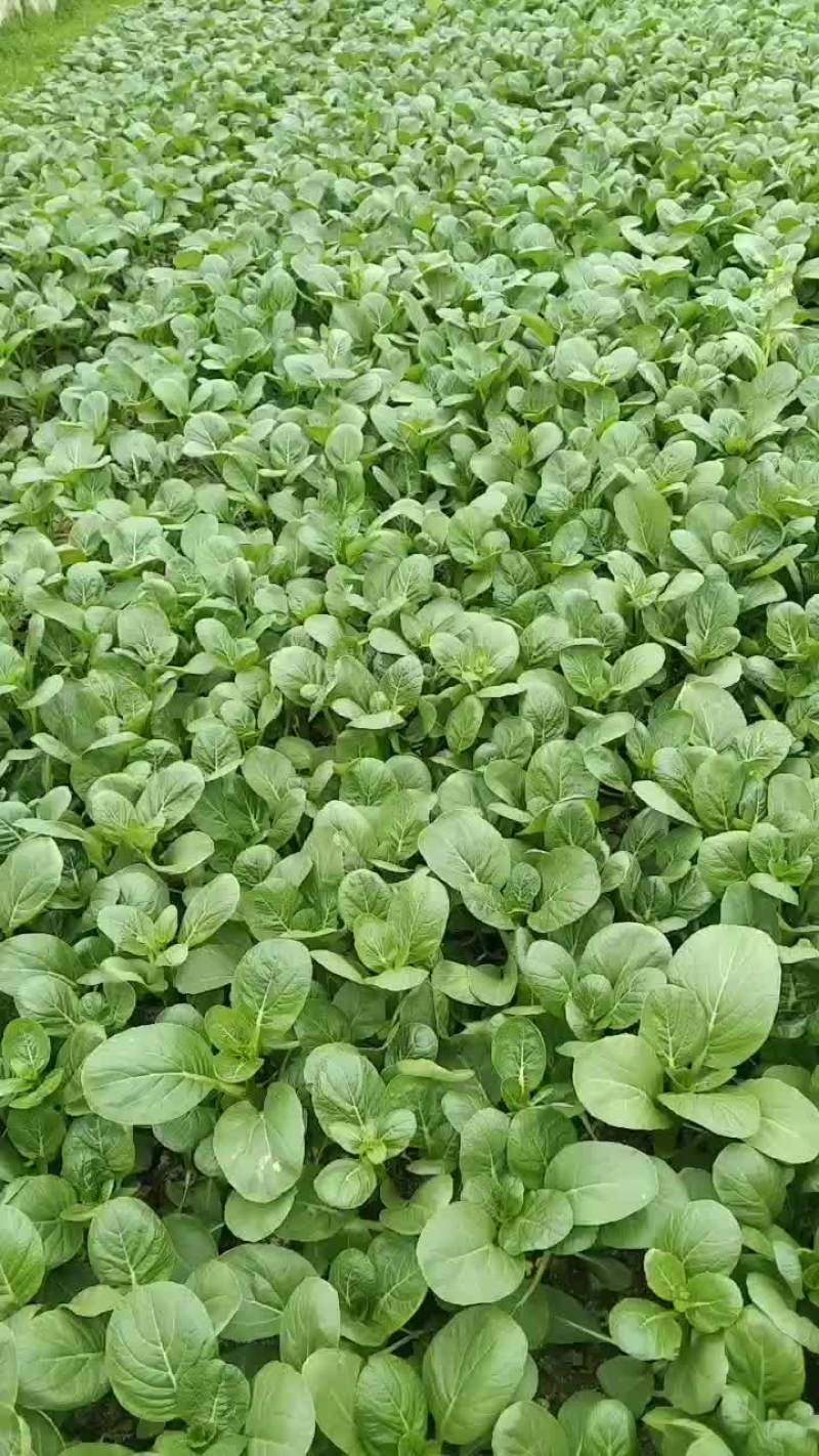 迟菜心