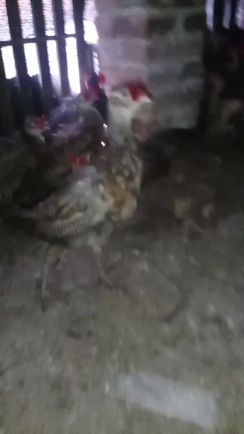 七彩山鸡脱温苗
