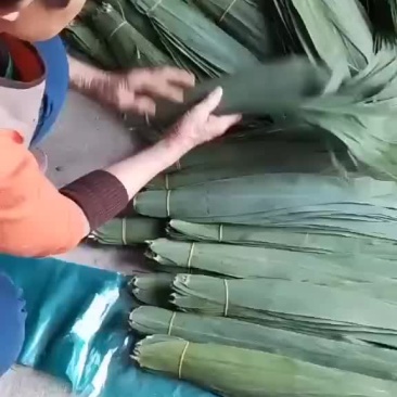 安徽芦苇叶