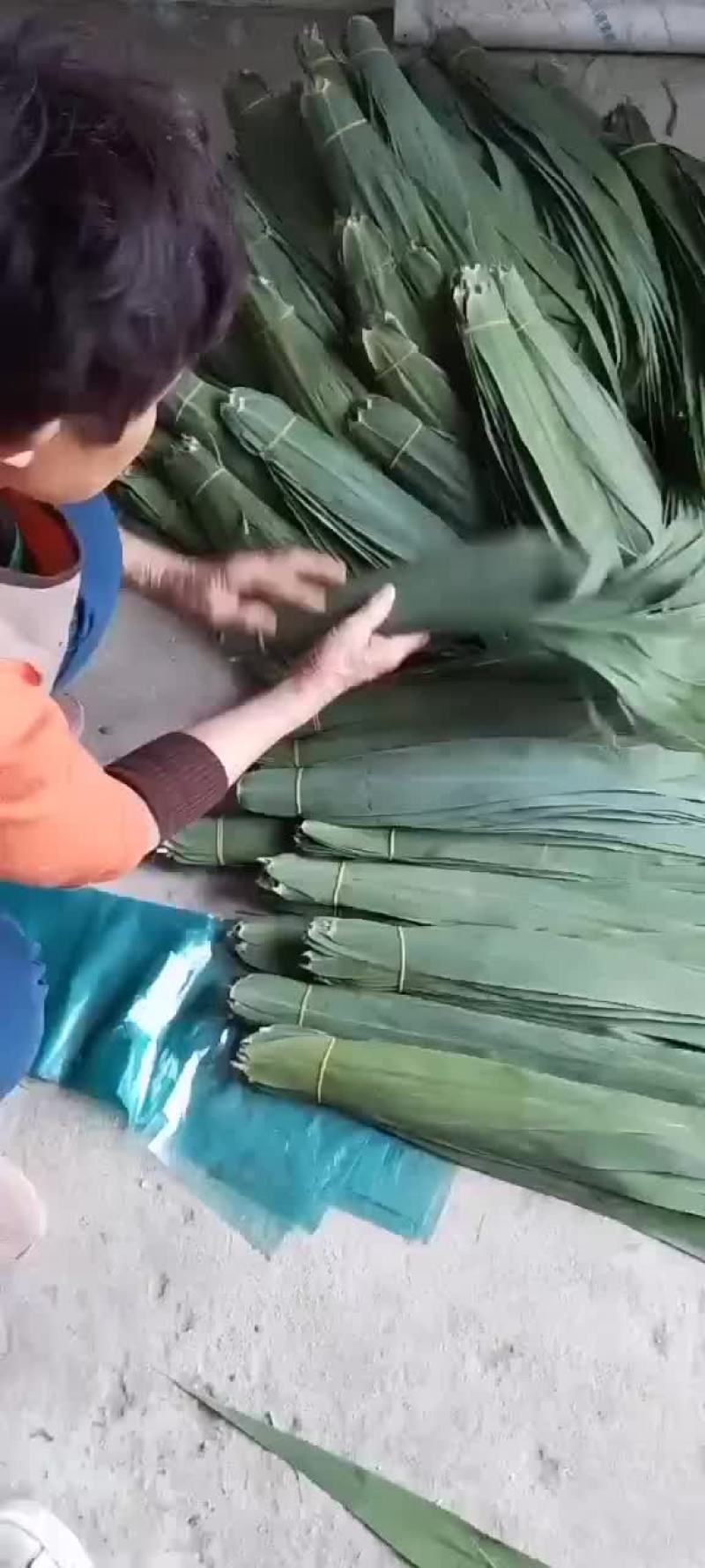 安徽芦苇叶