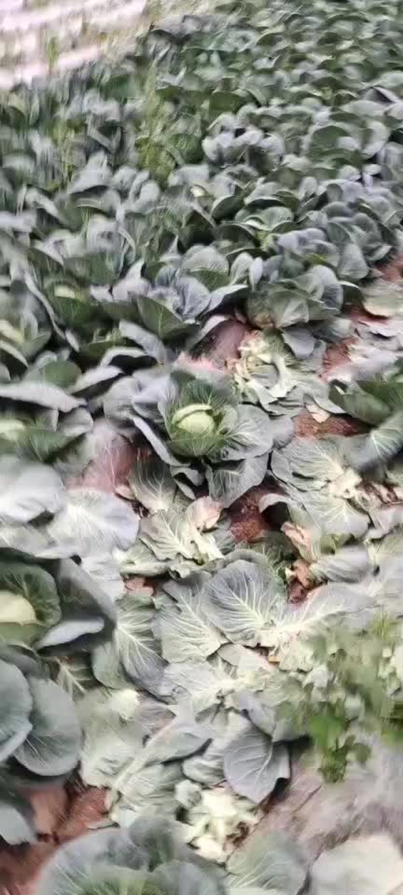 精品甘蓝大量上市