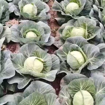 精品甘蓝大量上市