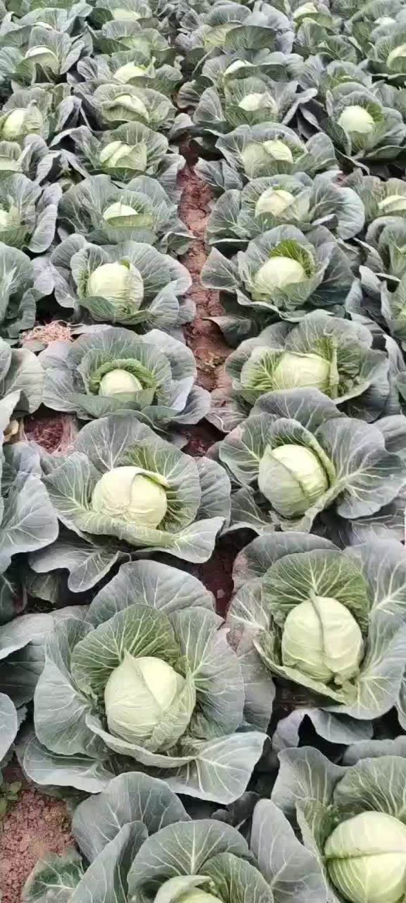 精品甘蓝大量上市