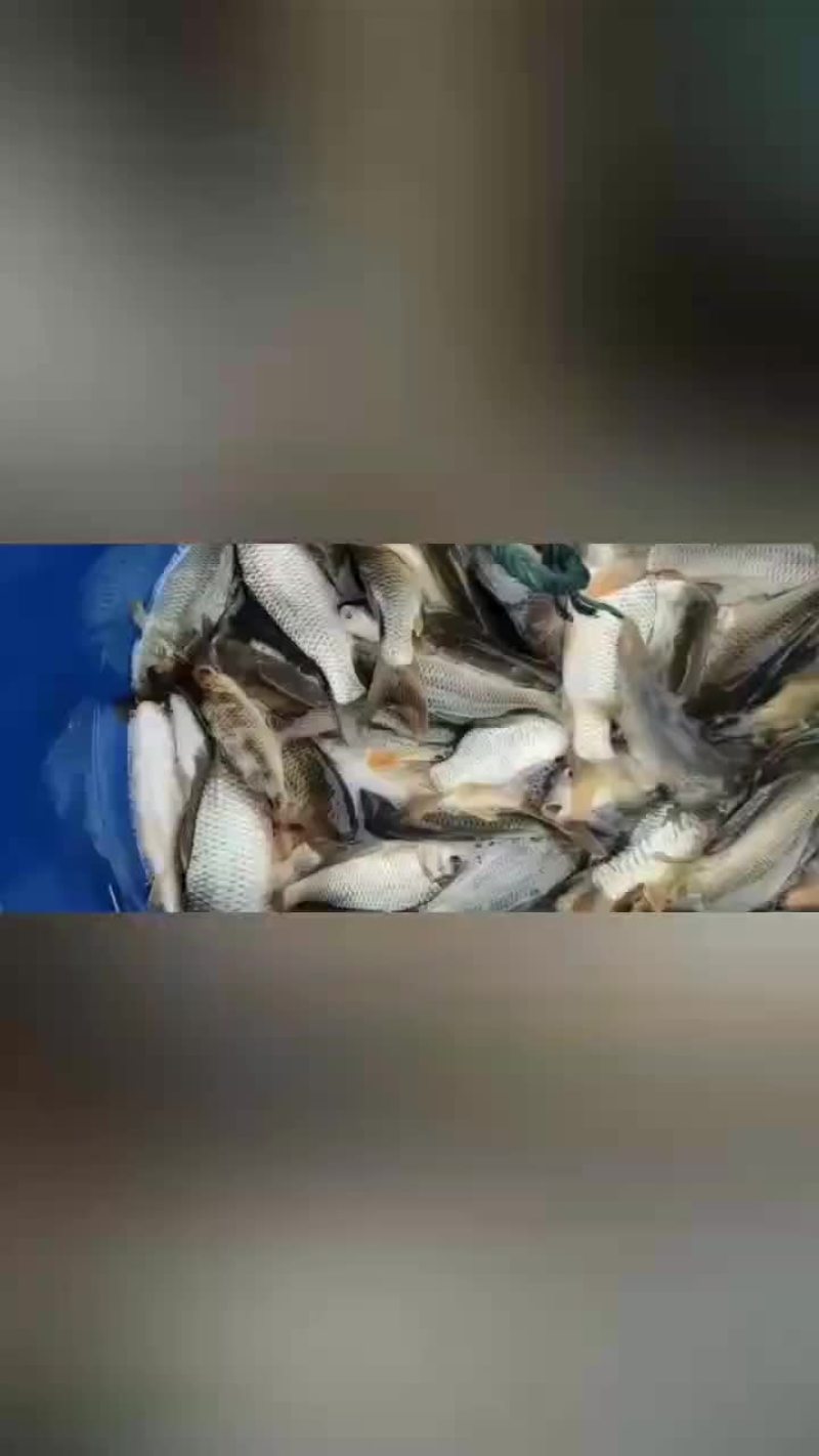 水产大鲤鱼鲤鱼苗