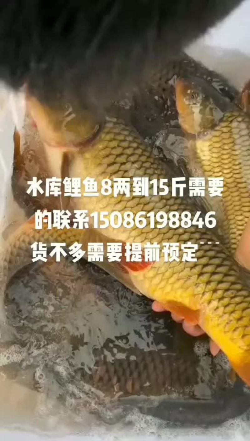 水产大鲤鱼鲤鱼苗