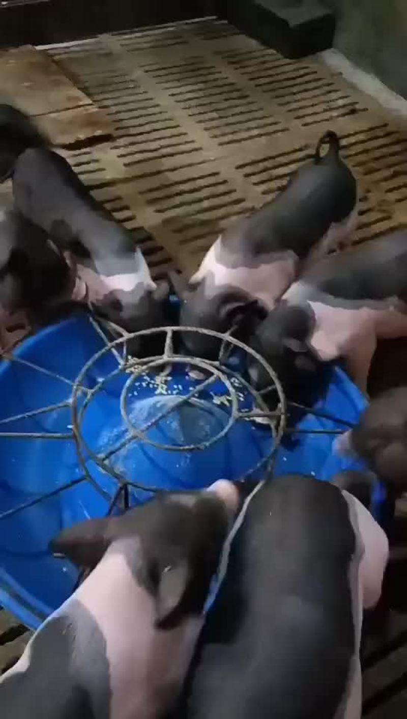 小花猪