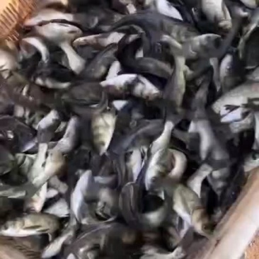 花鲢苗