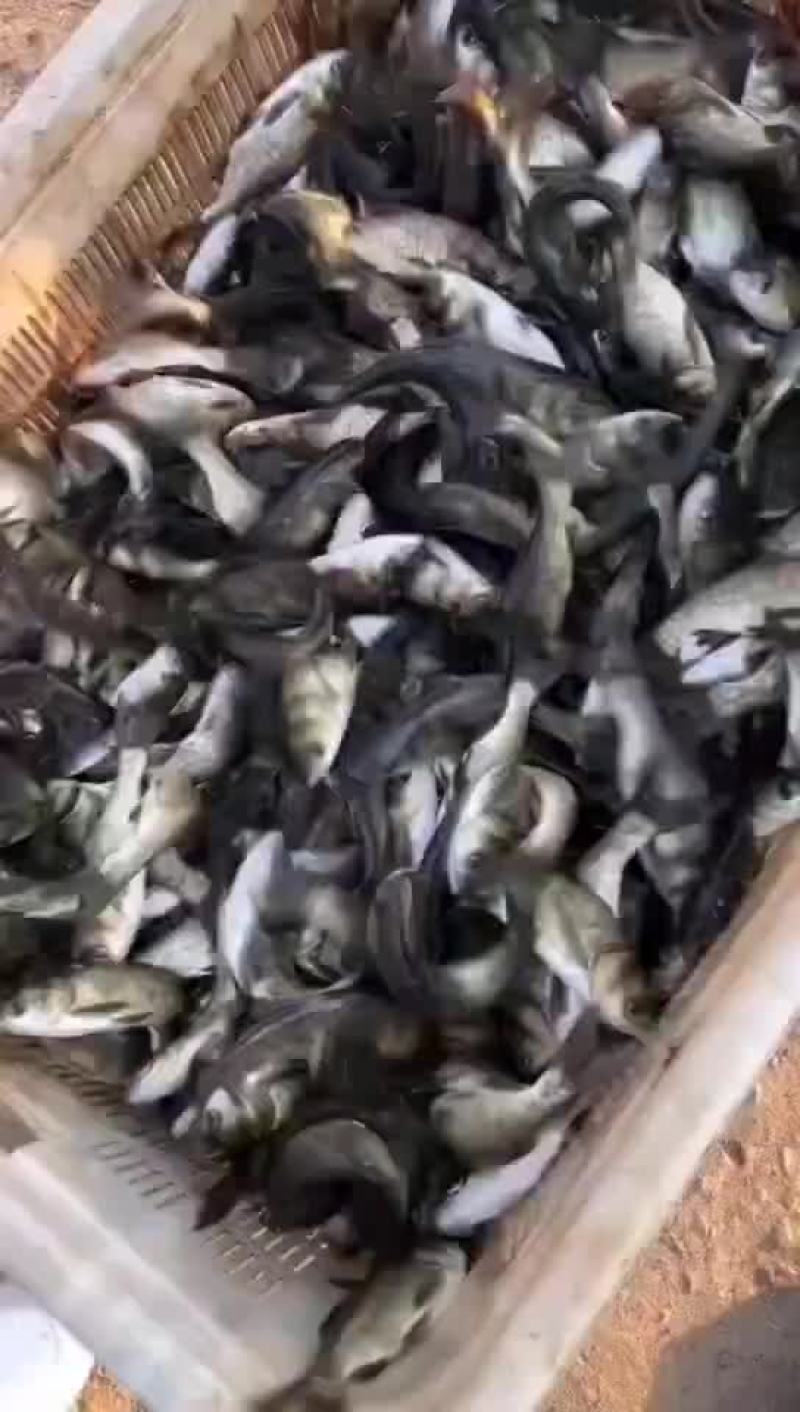 花鲢苗