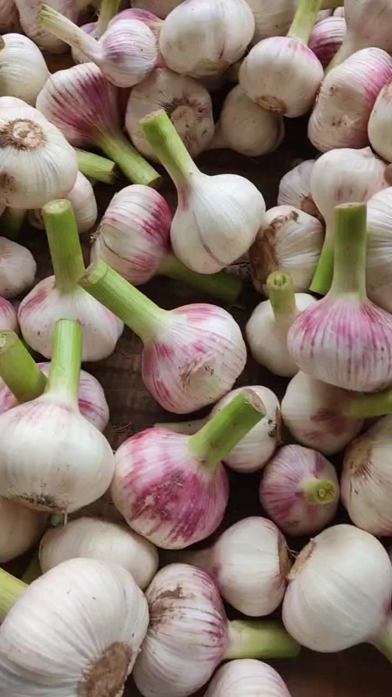 要国的说一声，大量供应优质扒皮蒜，价格实惠蒜头好
