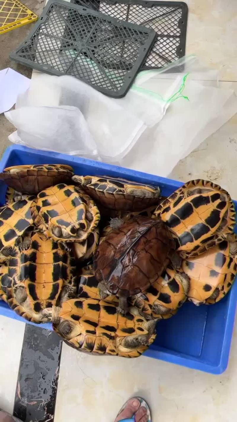 老骨头南石打包中