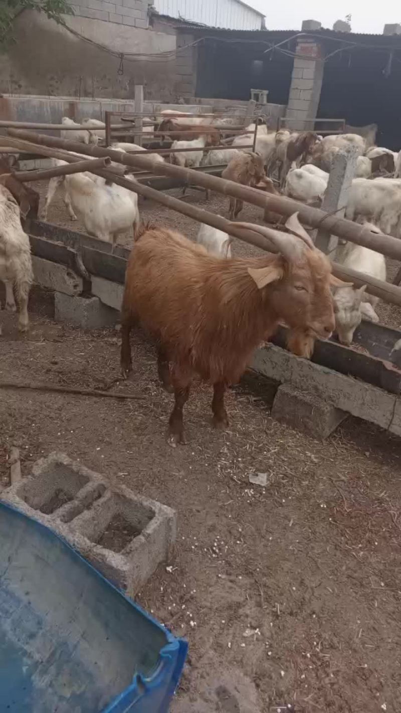 羊
