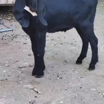 羊