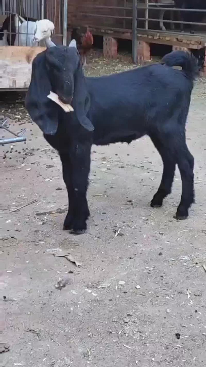 羊