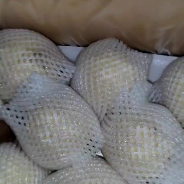 河北雪花梨，皇冠梨，鸭梨，新梨7号，玉露香，