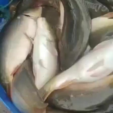 鱼
