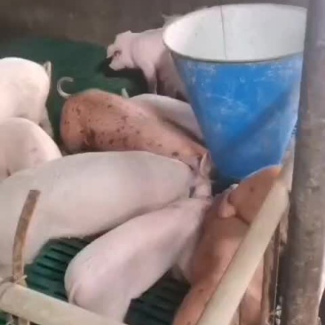 良杂三元