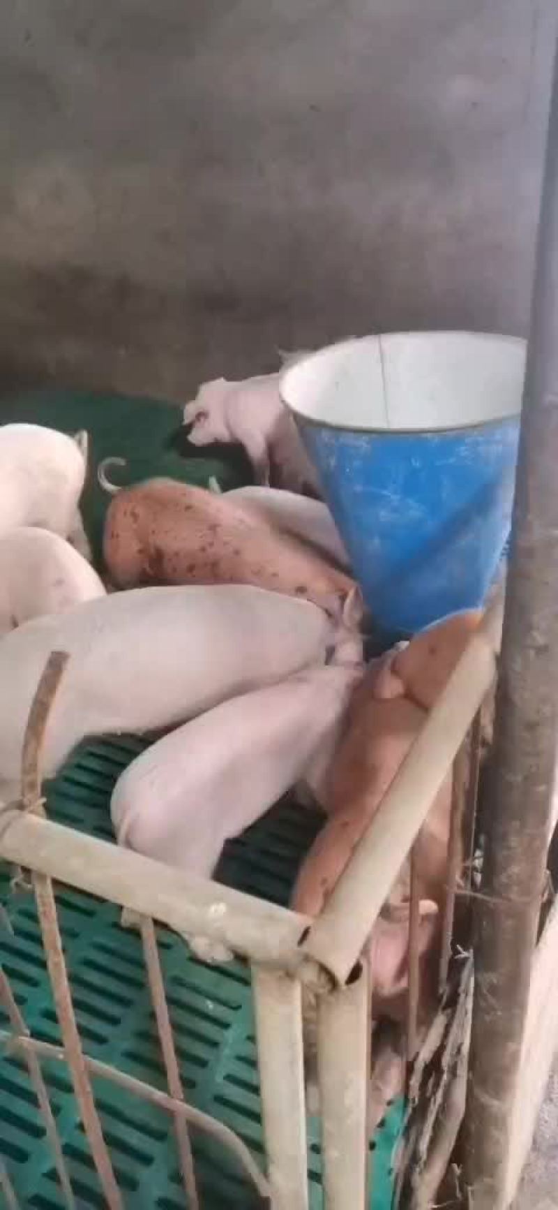 良杂三元