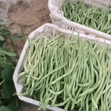豆角