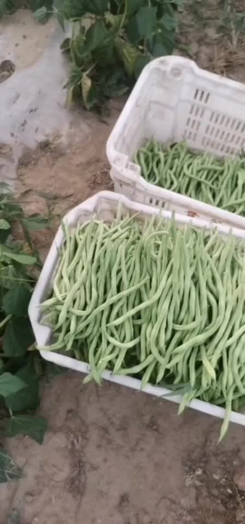 豆角
