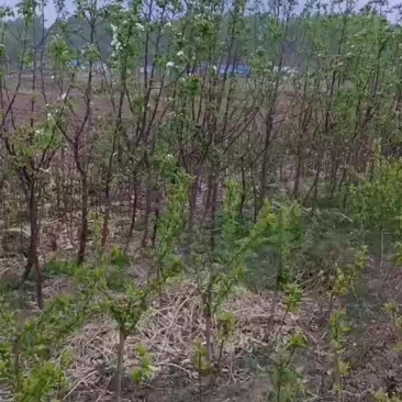 龙丰果树