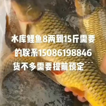 水库大鲤鱼