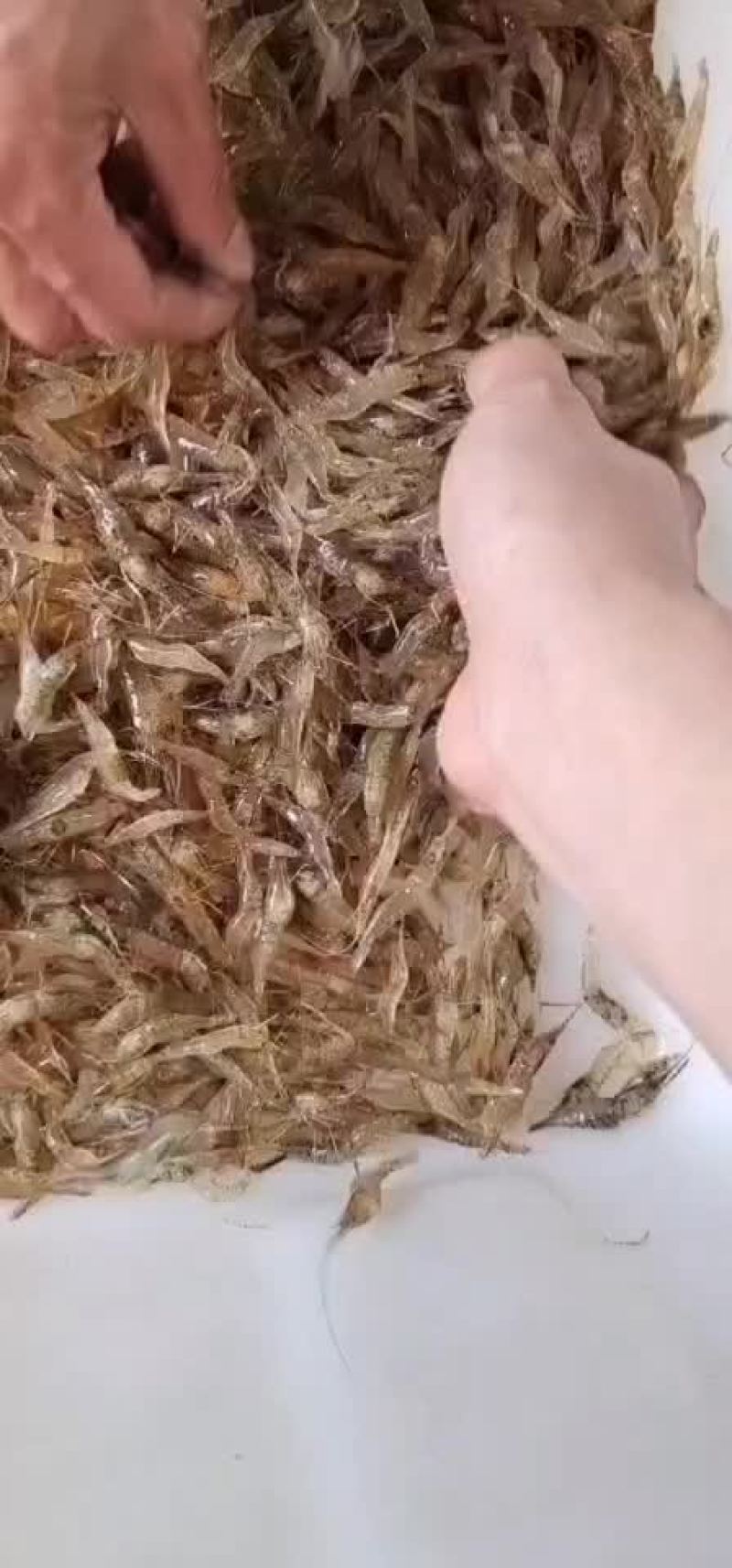 河虾