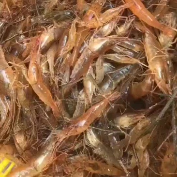 河虾