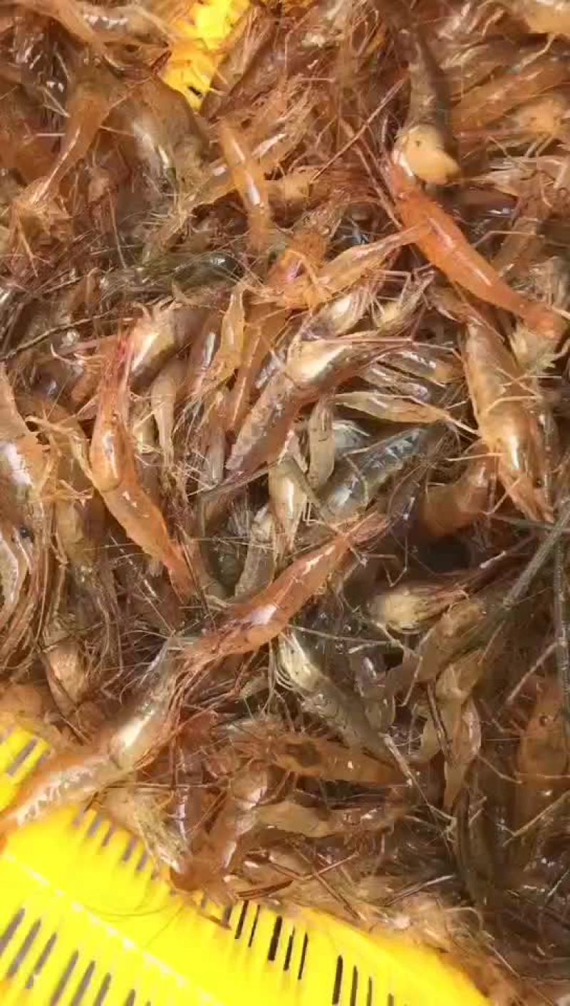 河虾