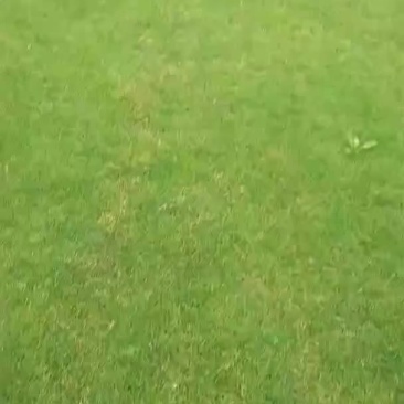 草坪