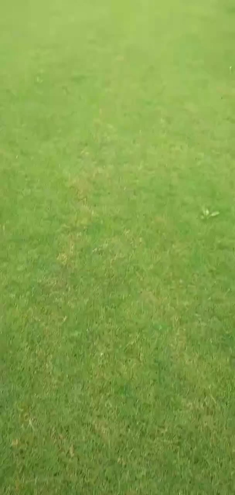 草坪
