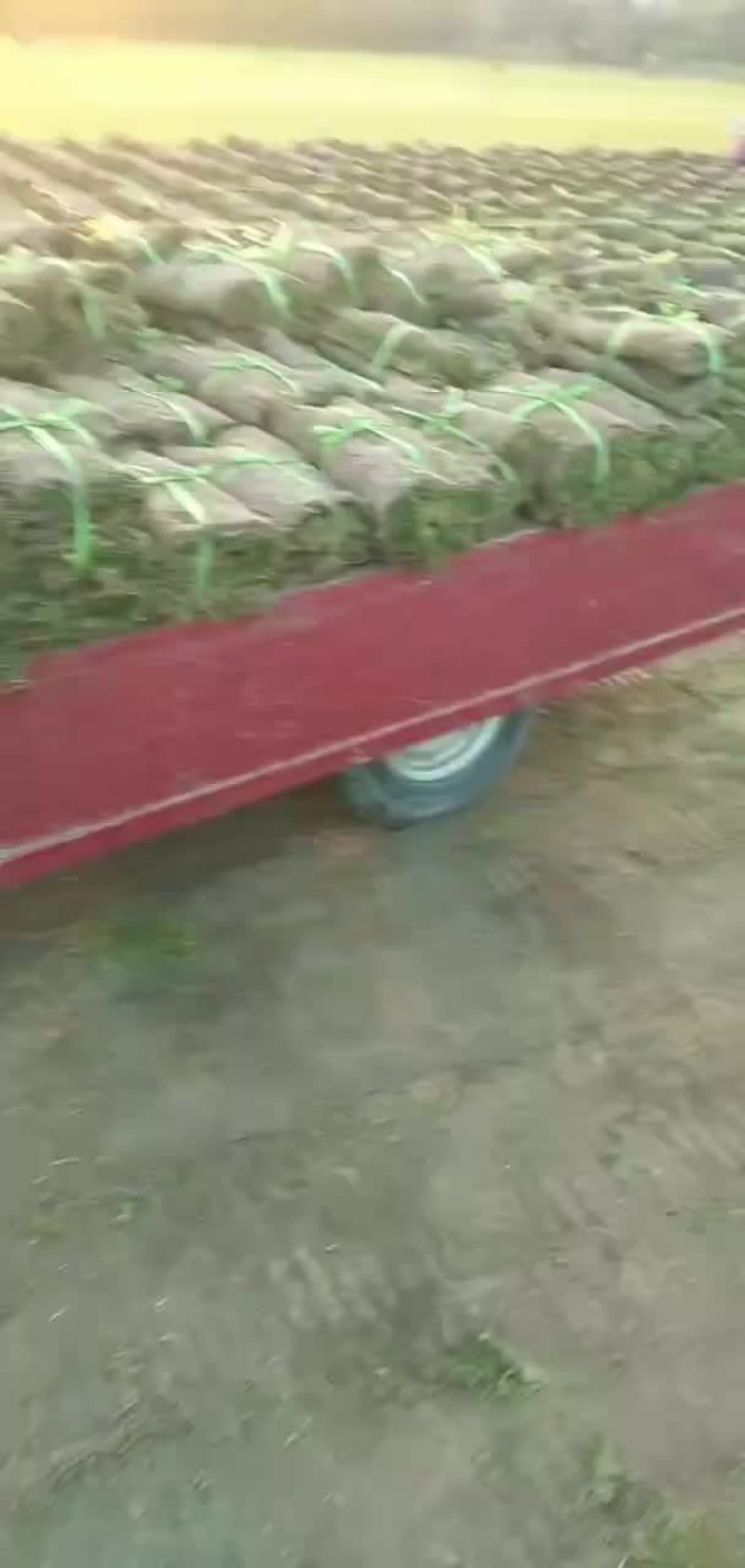 草坪