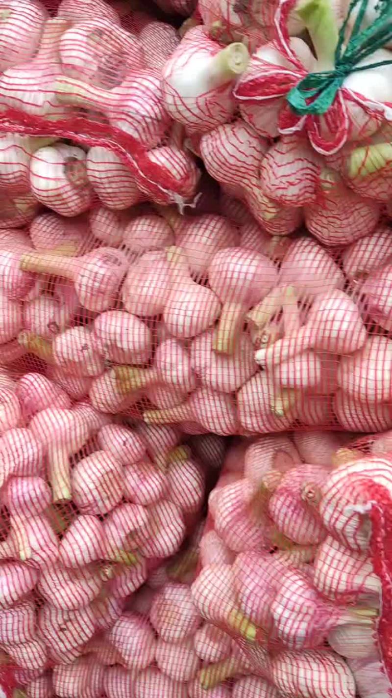 大量扒皮蒜