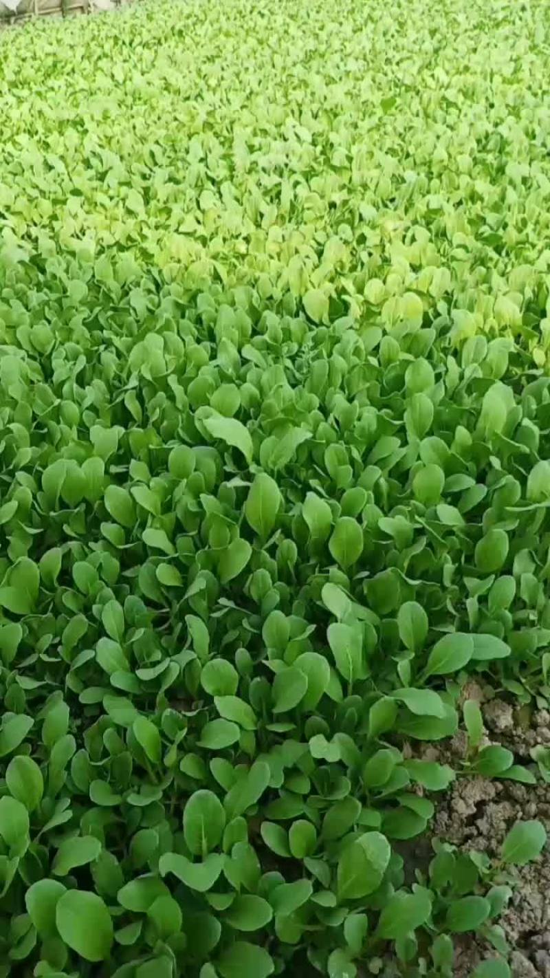 生菜鸡毛菜