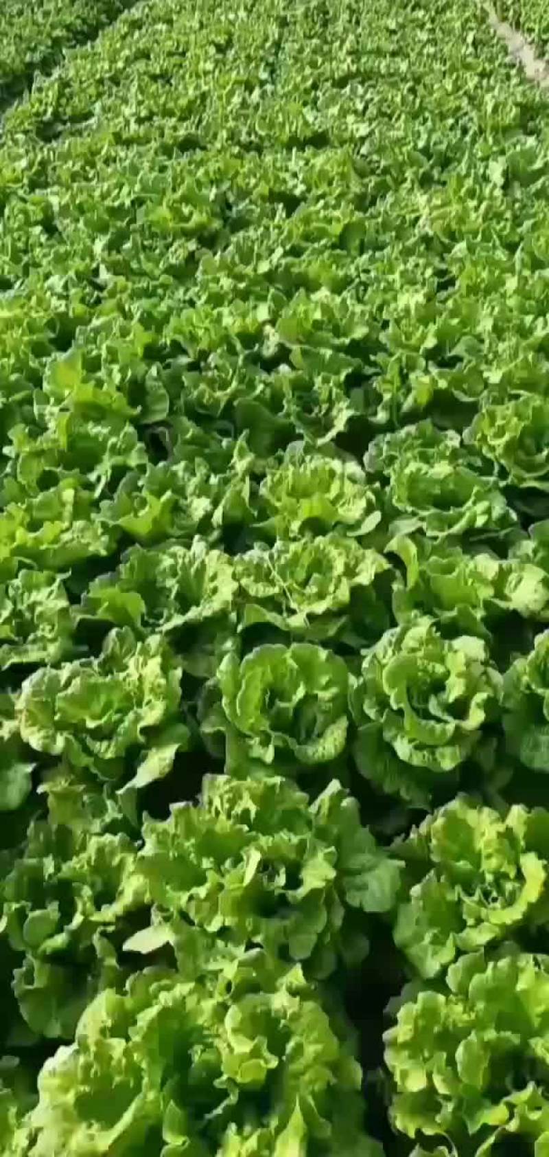 生菜鸡毛菜