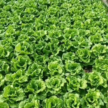 生菜鸡毛菜