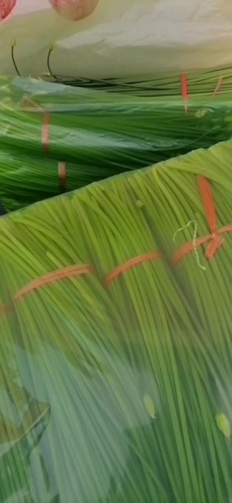 韮苔