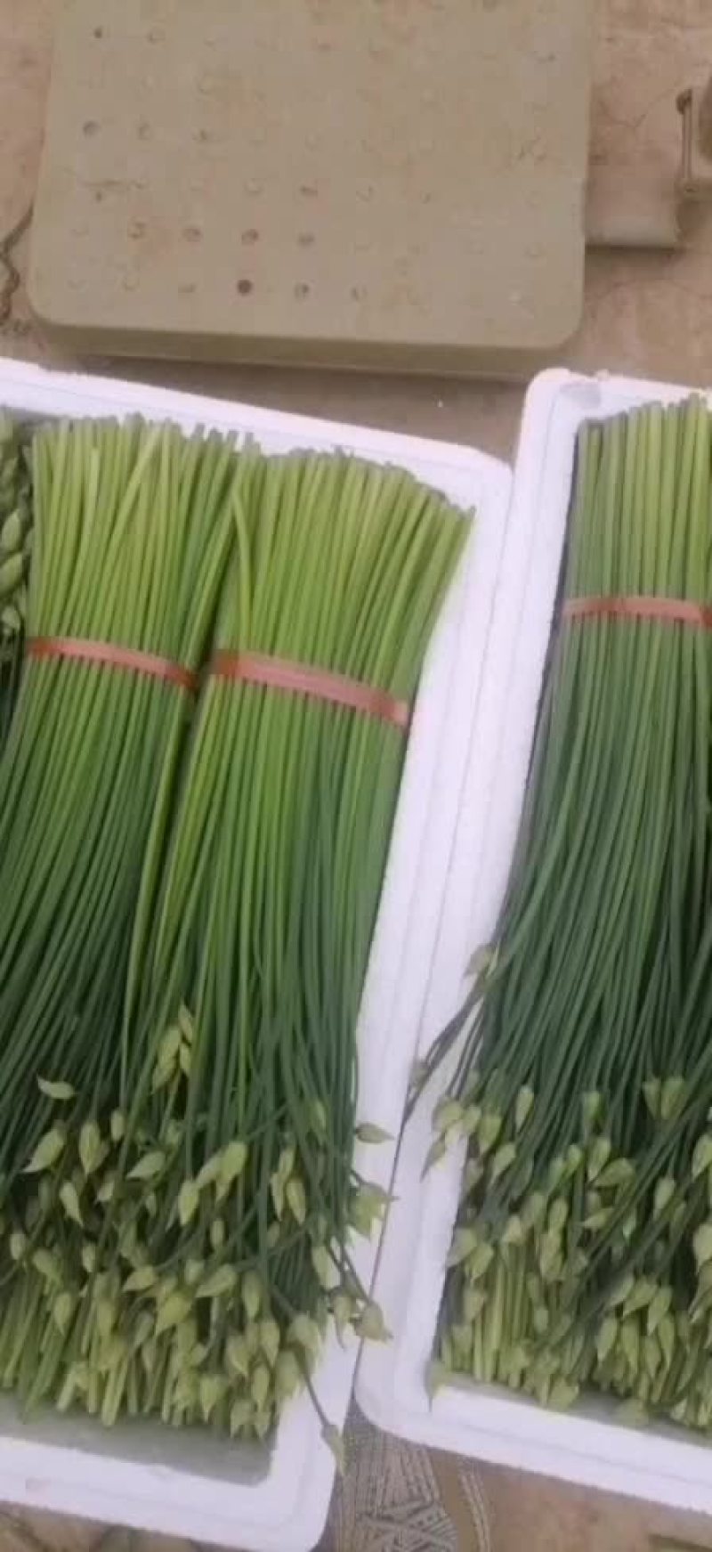 韮苔