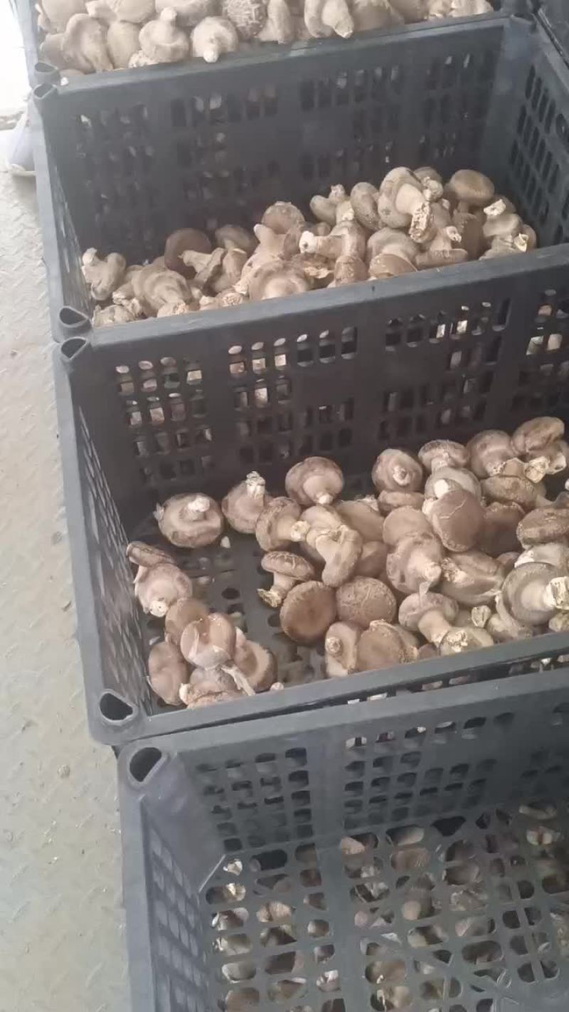 河北平泉架子香菇大白，中菇，花菇俱有