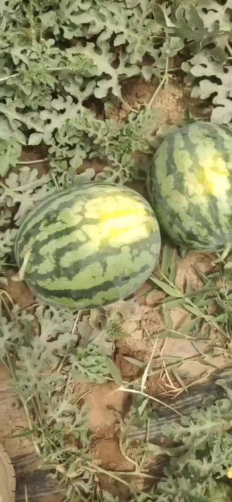 吐鲁番:西瓜，金成，甜王，