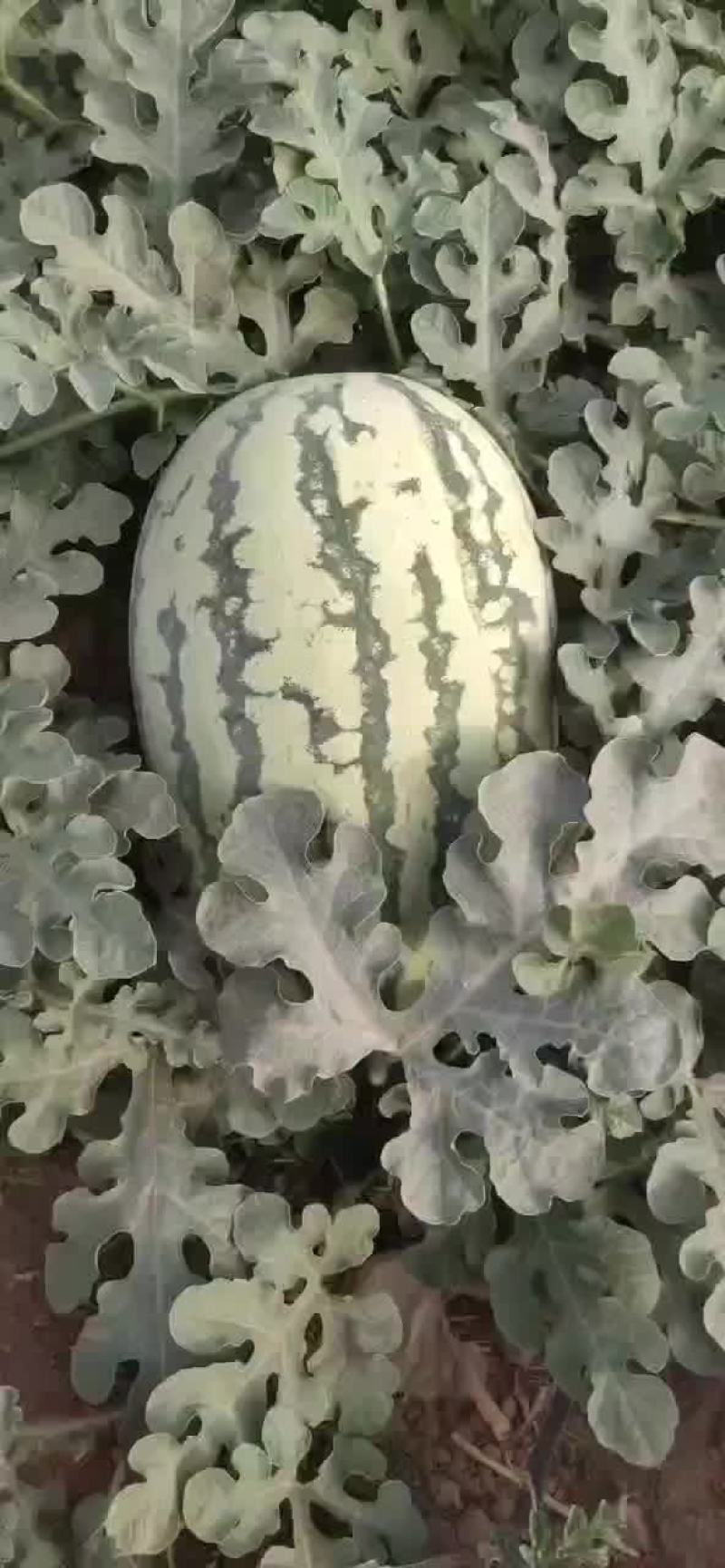 吐鲁番:西瓜，金成，甜王，