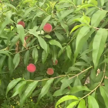 苹果型毛桃