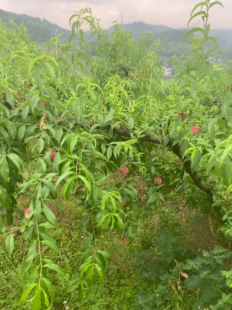 苹果型毛桃