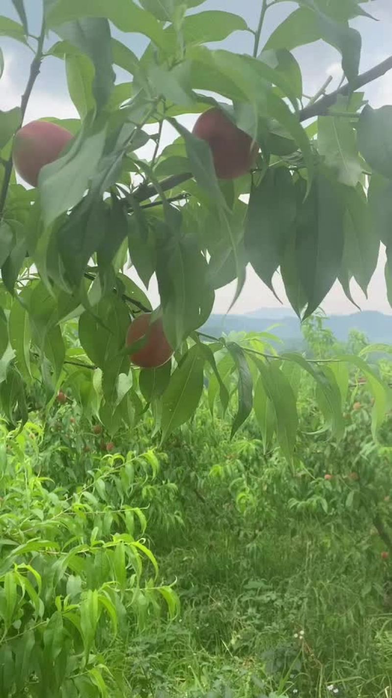 苹果型毛桃