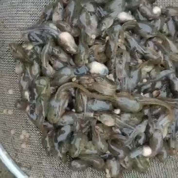 供应青蛙苗，大蝌蚪，小圆头，小四脚