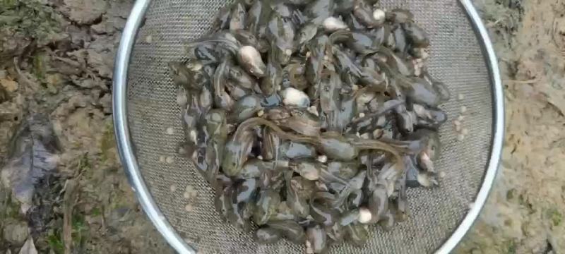 供应青蛙苗，大蝌蚪，小圆头，小四脚