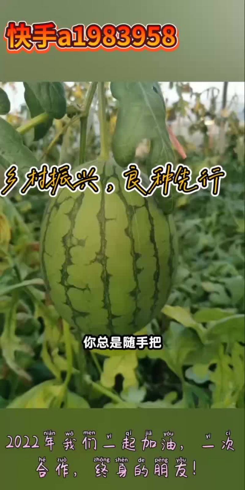 打造西瓜行业领头军
