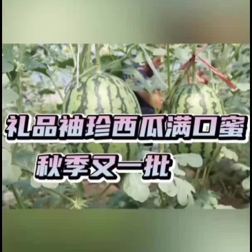 打造西瓜行业领头军