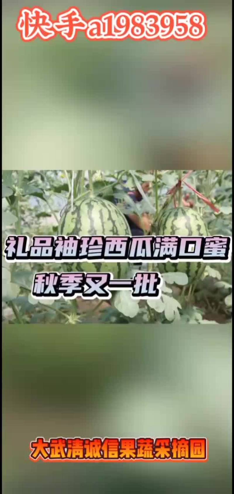打造西瓜行业领头军